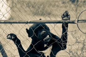 O bunică riscă să-şi piardă picioarele după ce a fost atacată de câinele familiei, în timp ce avea grijă de nepoată